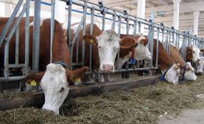 В Павлодаре планируют построить супермаркет для фермеров